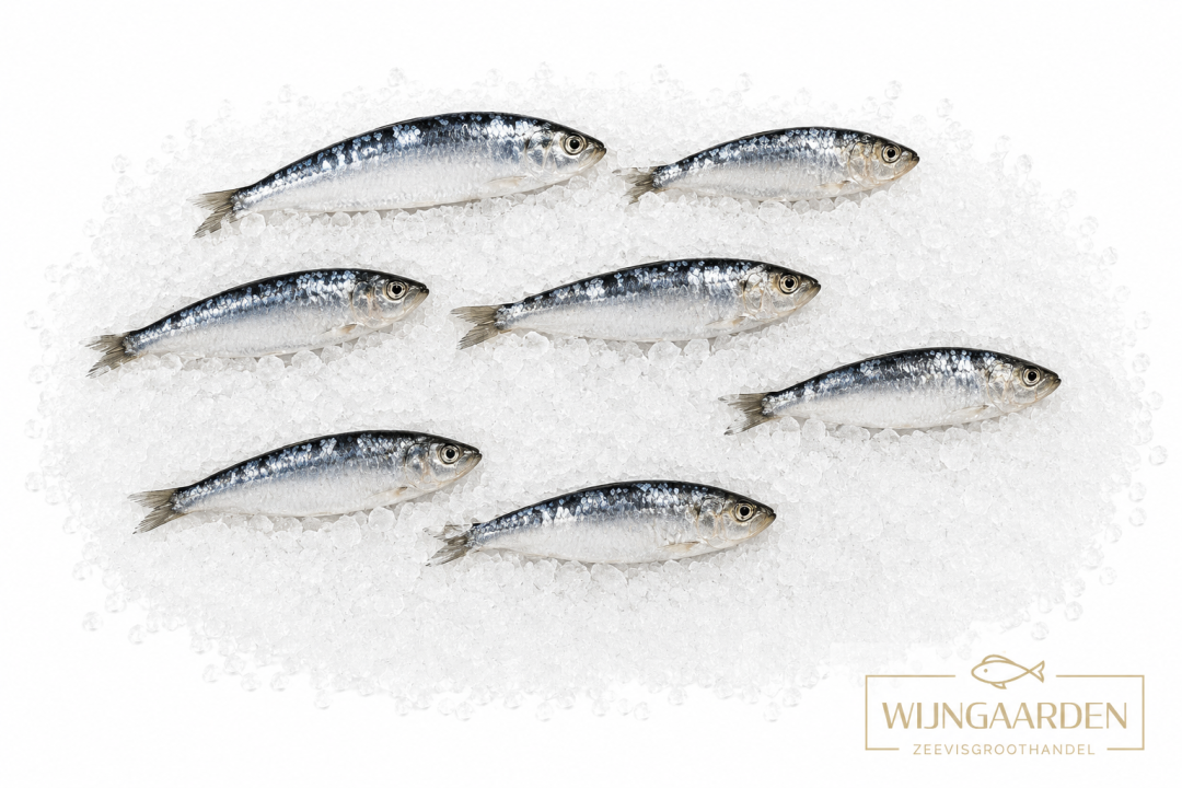 Sardine 8-15 dicht | IQF